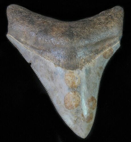 Juvenile Megalodon Tooth - Great Serrations & Tip #63929
